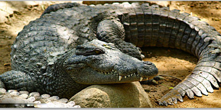 Crocodile Bank