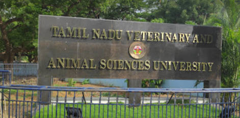 Live Chennai: Job openings: Tamil Nadu Veterinary and Animal Science  University,Job openings, Tamil Nadu Veterinary and Animal Science University,  Tamil Nadu Veterinary and Animal Science University job openings, Tamil  Nadu Veterinary and