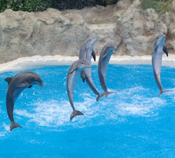 Dolphin City